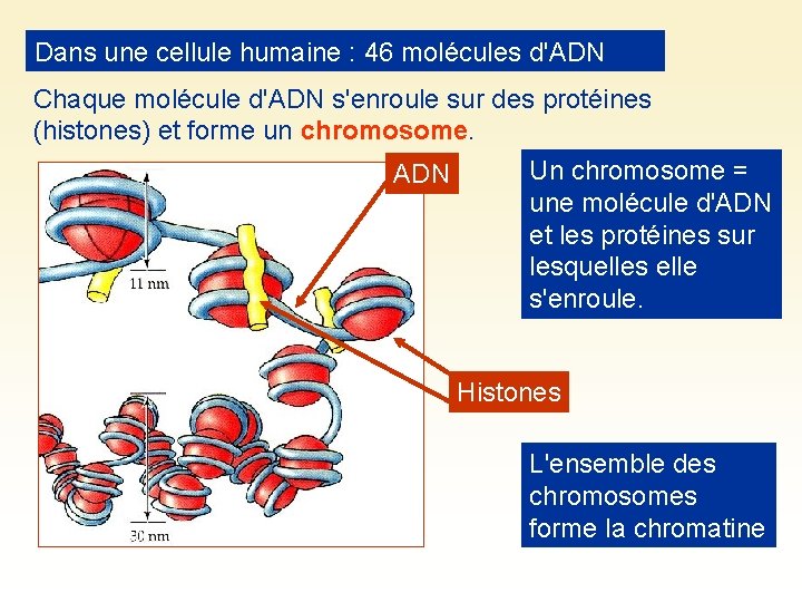 Dans une cellule humaine : 46 molécules d'ADN Chaque molécule d'ADN s'enroule sur des