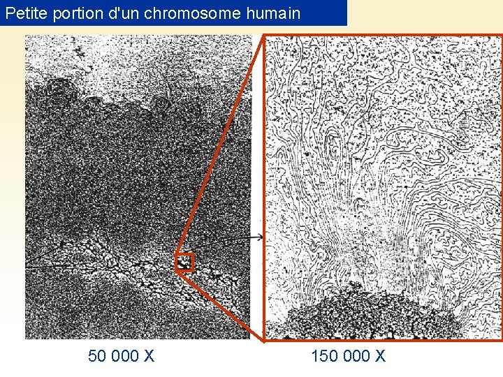 Petite portion d'un chromosome humain 50 000 X 150 000 X 
