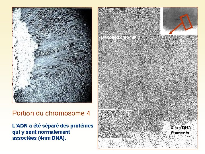 Portion du chromosome 4 L'ADN a été séparé des protéines qui y sont normalement