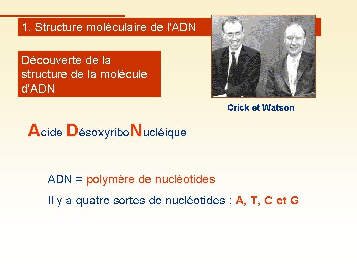 1. Structure moléculaire de l'ADN Découverte de la structure de la molécule d'ADN Crick