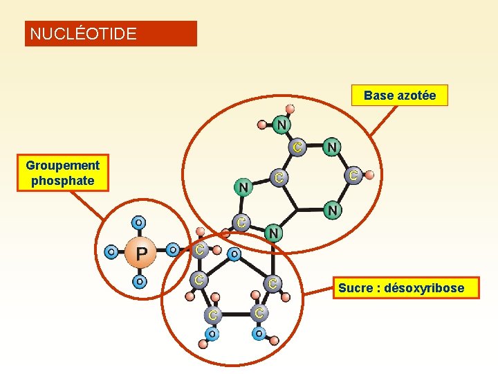 NUCLÉOTIDE Base azotée Groupement phosphate Sucre : désoxyribose 