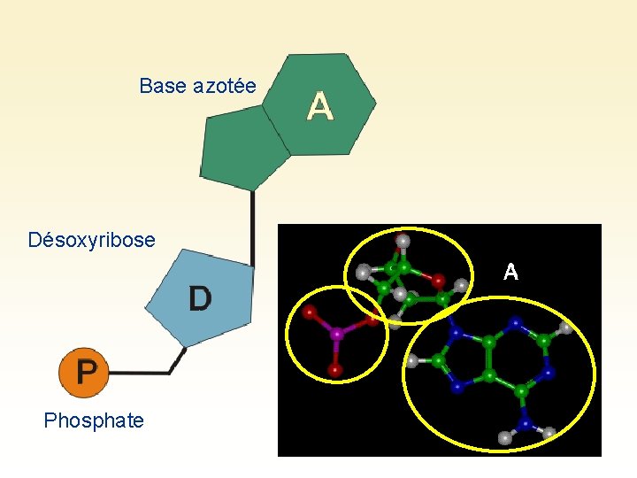Base azotée Désoxyribose Phosphate 