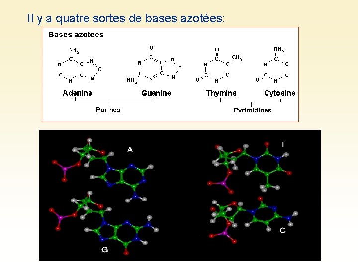 Il y a quatre sortes de bases azotées: 