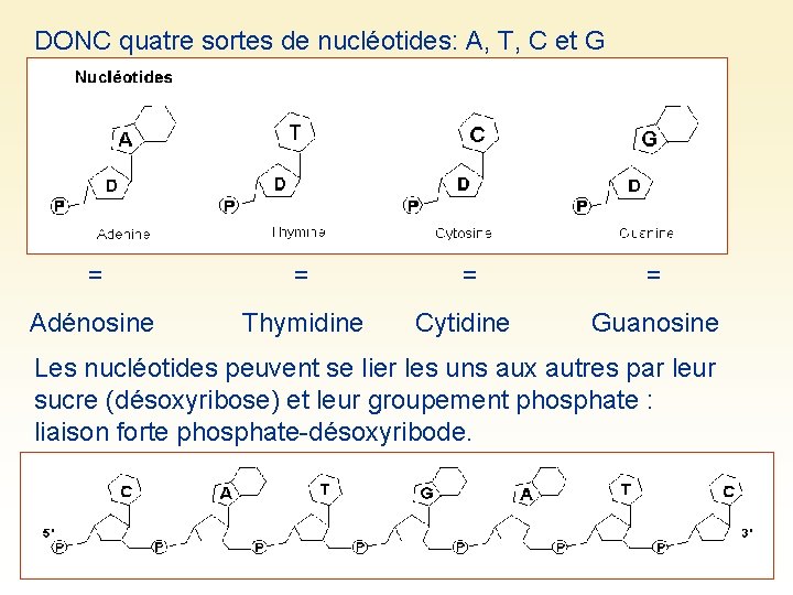 DONC quatre sortes de nucléotides: A, T, C et G = = Adénosine Thymidine