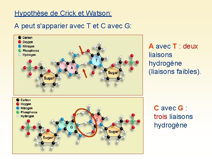 Hypothèse de Crick et Watson: A peut s'apparier avec T et C avec G: