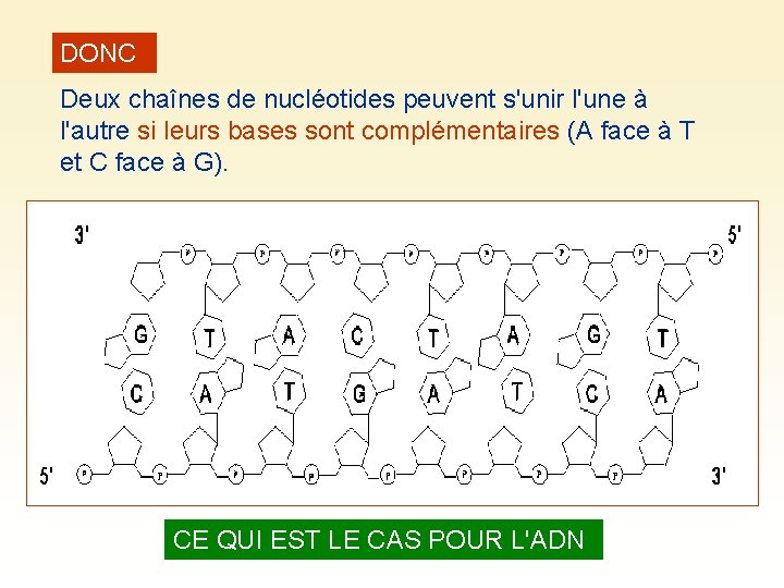 DONC Deux chaînes de nucléotides peuvent s'unir l'une à l'autre si leurs bases sont