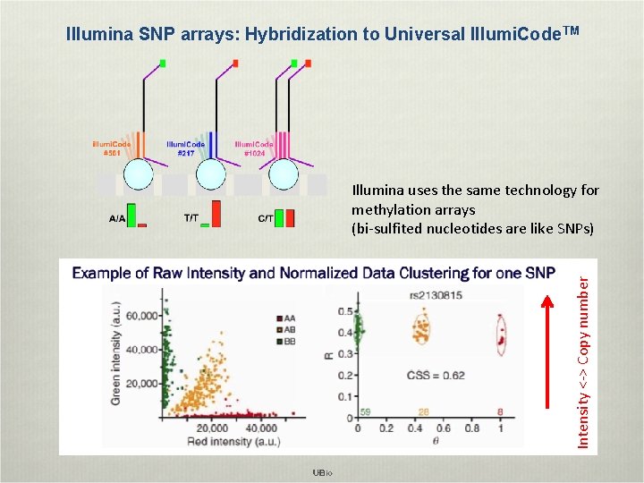 Illumina SNP arrays: Hybridization to Universal Illumi. Code TM Intensity <-> Copy number Illumina
