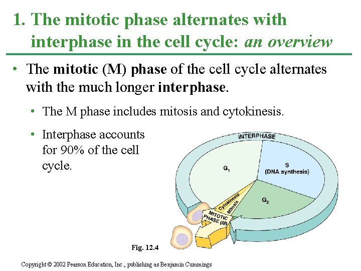 1. The mitotic phase alternates with interphase in the cell cycle: an overview •