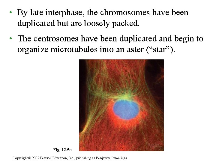  • By late interphase, the chromosomes have been duplicated but are loosely packed.