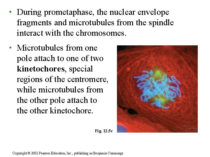  • During prometaphase, the nuclear envelope fragments and microtubules from the spindle interact