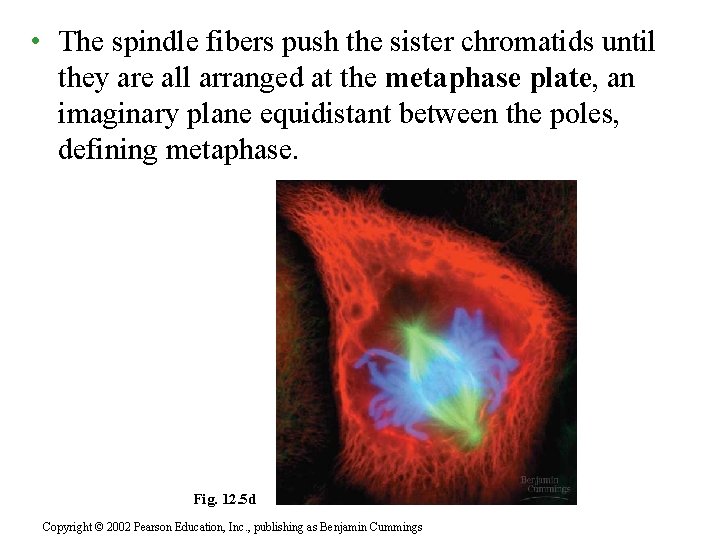  • The spindle fibers push the sister chromatids until they are all arranged