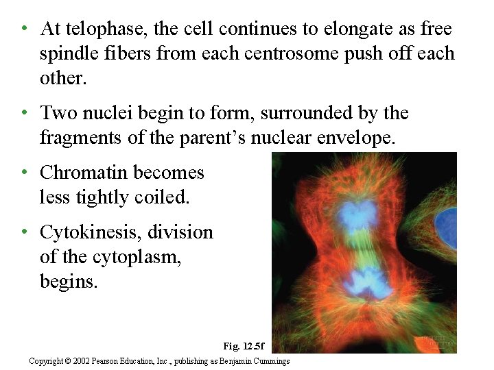  • At telophase, the cell continues to elongate as free spindle fibers from