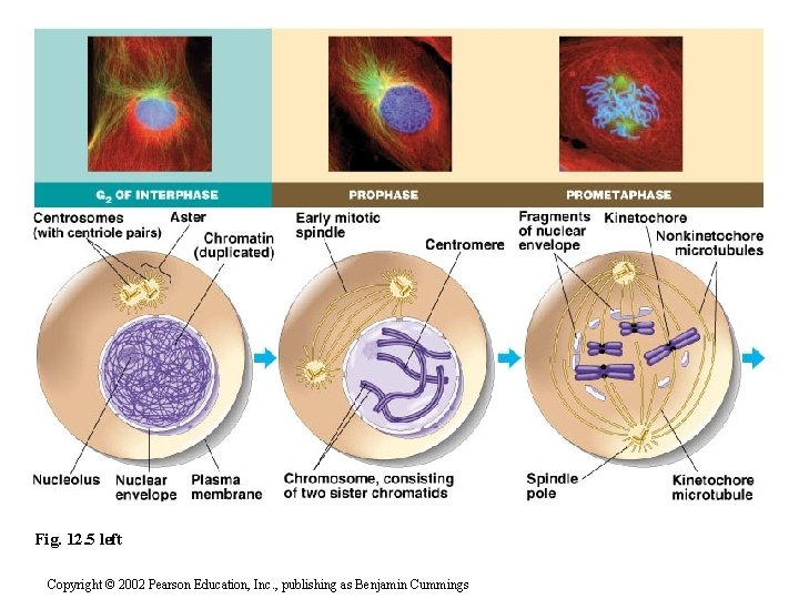 Fig. 12. 5 left Copyright © 2002 Pearson Education, Inc. , publishing as Benjamin