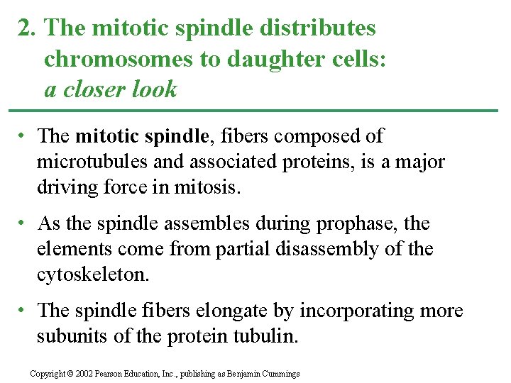 2. The mitotic spindle distributes chromosomes to daughter cells: a closer look • The