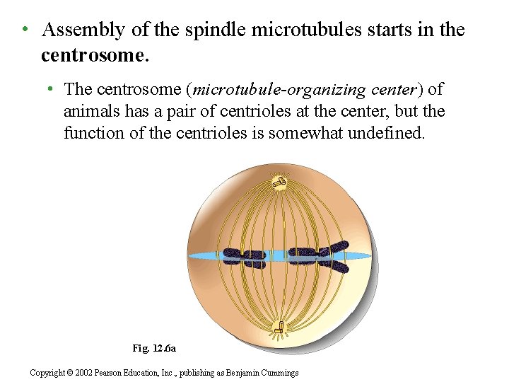  • Assembly of the spindle microtubules starts in the centrosome. • The centrosome