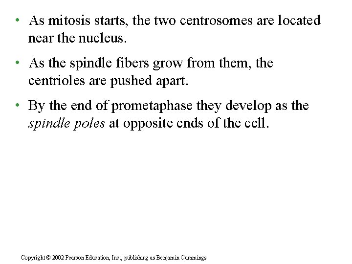  • As mitosis starts, the two centrosomes are located near the nucleus. •