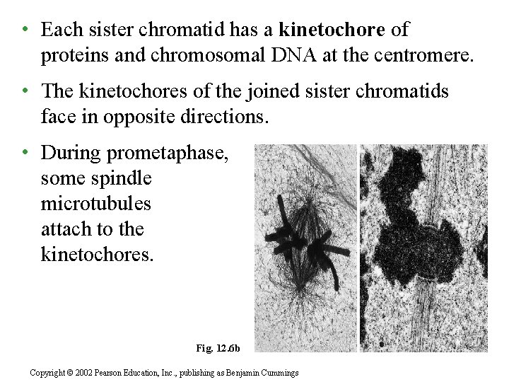  • Each sister chromatid has a kinetochore of proteins and chromosomal DNA at