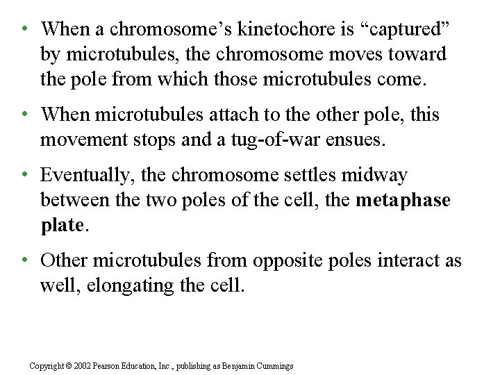  • When a chromosome’s kinetochore is “captured” by microtubules, the chromosome moves toward
