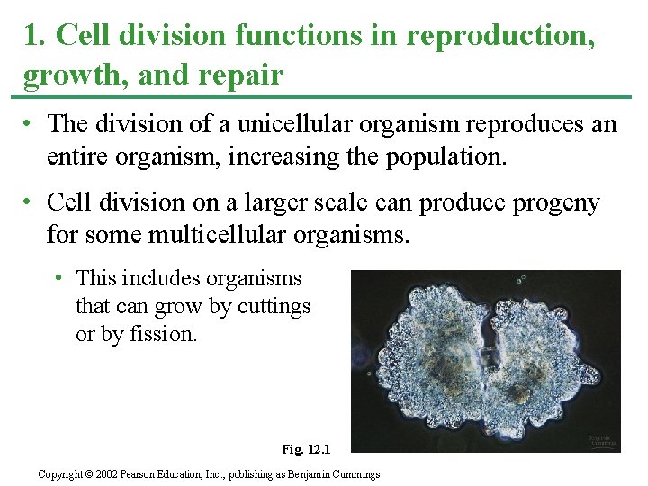1. Cell division functions in reproduction, growth, and repair • The division of a