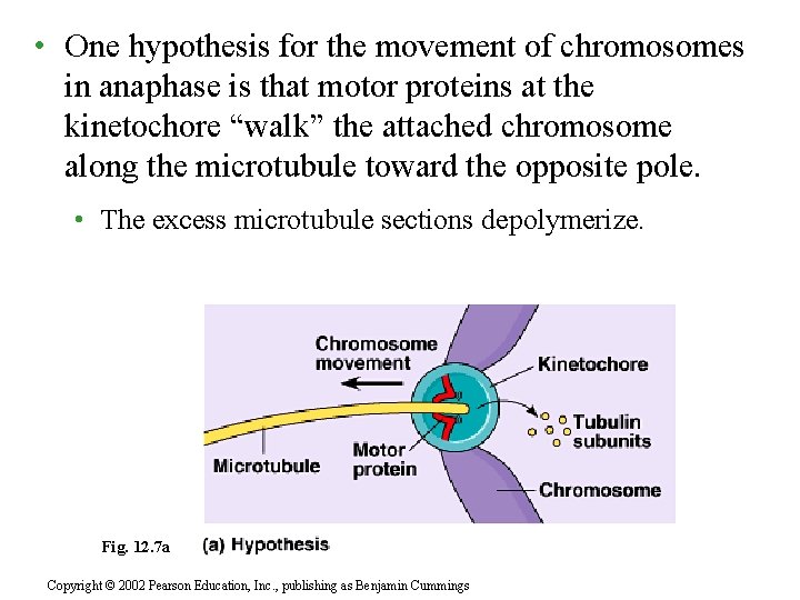  • One hypothesis for the movement of chromosomes in anaphase is that motor