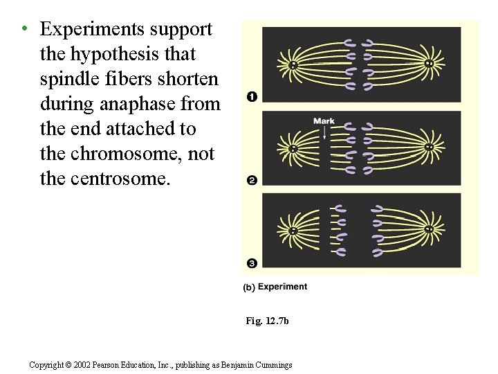  • Experiments support the hypothesis that spindle fibers shorten during anaphase from the