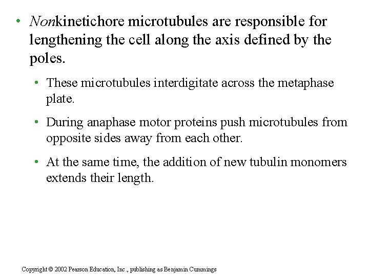  • Nonkinetichore microtubules are responsible for lengthening the cell along the axis defined