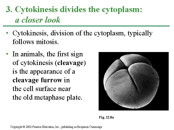 3. Cytokinesis divides the cytoplasm: a closer look • Cytokinesis, division of the cytoplasm,