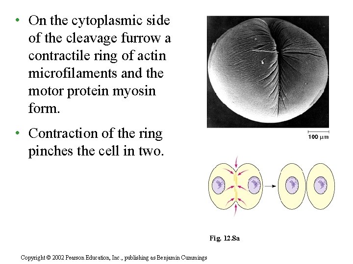  • On the cytoplasmic side of the cleavage furrow a contractile ring of