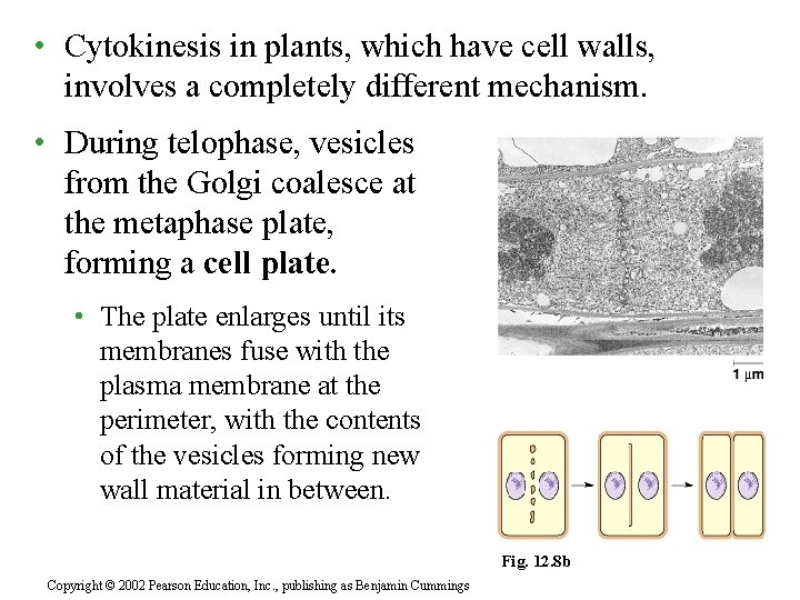  • Cytokinesis in plants, which have cell walls, involves a completely different mechanism.