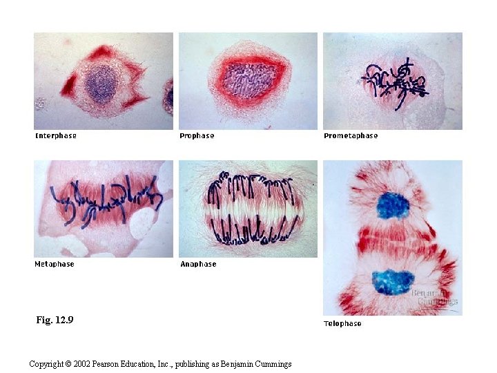 Fig. 12. 9 Copyright © 2002 Pearson Education, Inc. , publishing as Benjamin Cummings