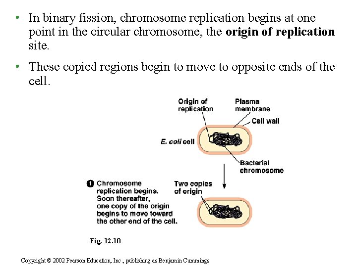  • In binary fission, chromosome replication begins at one point in the circular