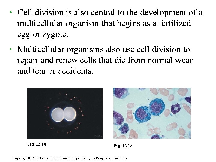  • Cell division is also central to the development of a multicellular organism
