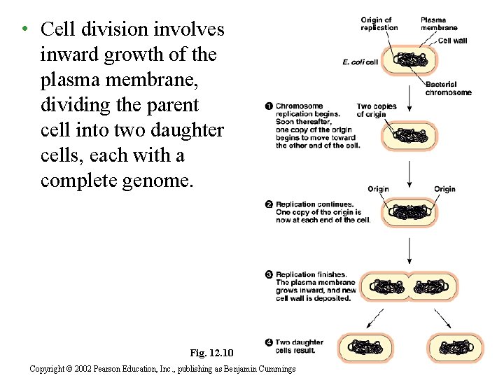  • Cell division involves inward growth of the plasma membrane, dividing the parent