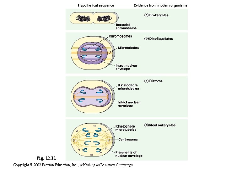 Fig. 12. 11 Copyright © 2002 Pearson Education, Inc. , publishing as Benjamin Cummings
