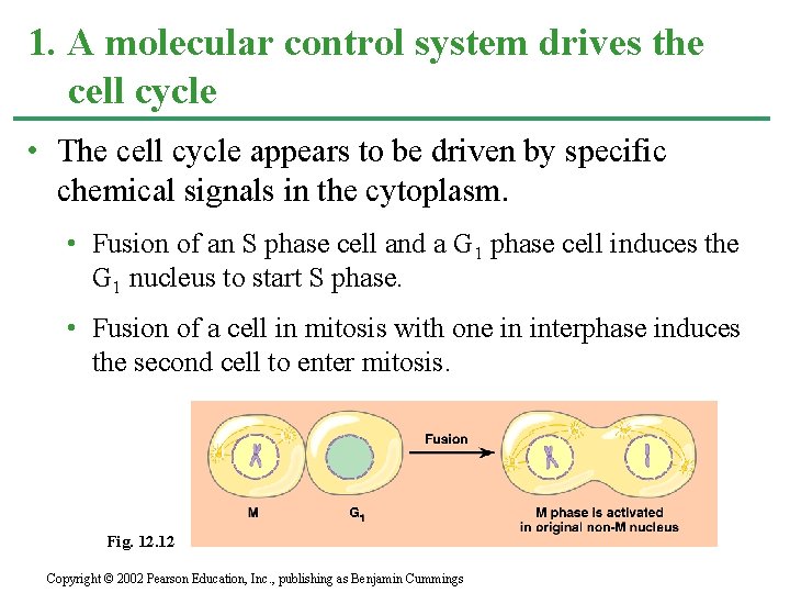 1. A molecular control system drives the cell cycle • The cell cycle appears