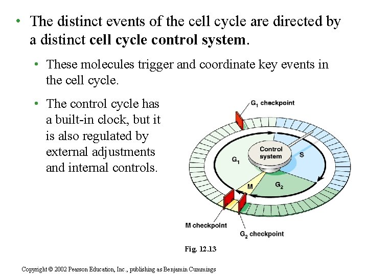  • The distinct events of the cell cycle are directed by a distinct