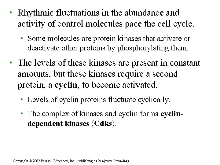  • Rhythmic fluctuations in the abundance and activity of control molecules pace the