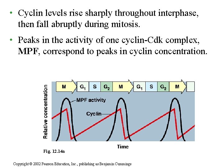  • Cyclin levels rise sharply throughout interphase, then fall abruptly during mitosis. •