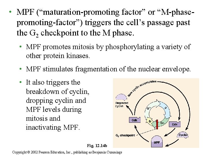  • MPF (“maturation-promoting factor” or “M-phasepromoting-factor”) triggers the cell’s passage past the G