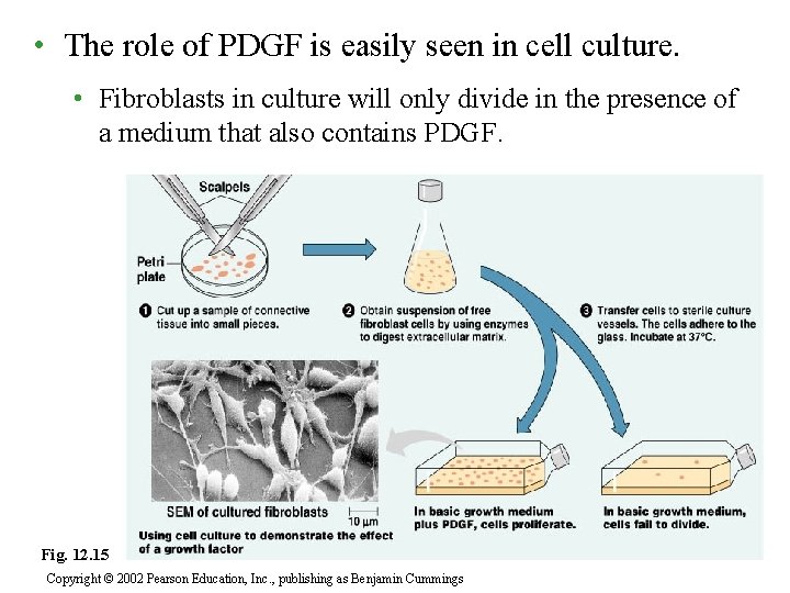  • The role of PDGF is easily seen in cell culture. • Fibroblasts