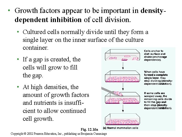  • Growth factors appear to be important in densitydependent inhibition of cell division.