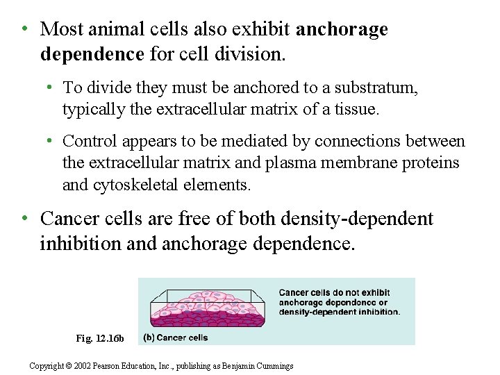  • Most animal cells also exhibit anchorage dependence for cell division. • To