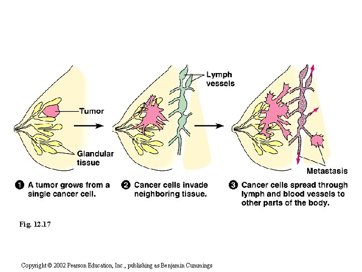 Fig. 12. 17 Copyright © 2002 Pearson Education, Inc. , publishing as Benjamin Cummings