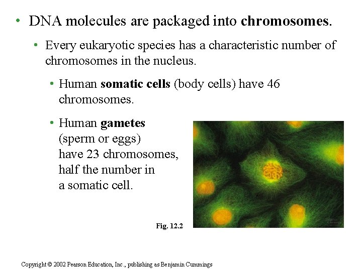  • DNA molecules are packaged into chromosomes. • Every eukaryotic species has a