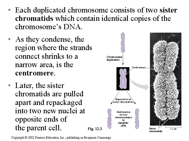  • Each duplicated chromosome consists of two sister chromatids which contain identical copies