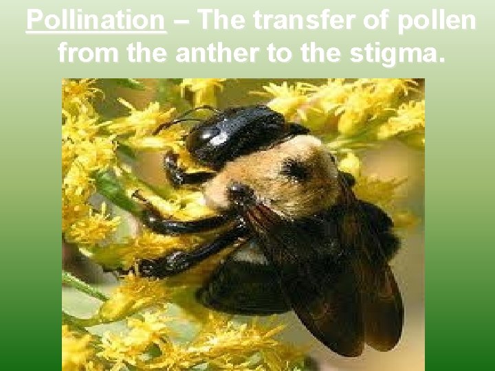 Pollination – The transfer of pollen from the anther to the stigma. 