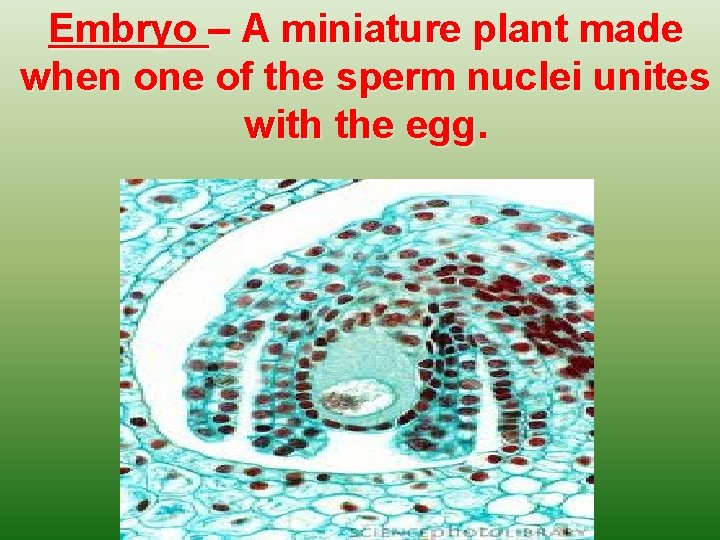 Embryo – A miniature plant made when one of the sperm nuclei unites with