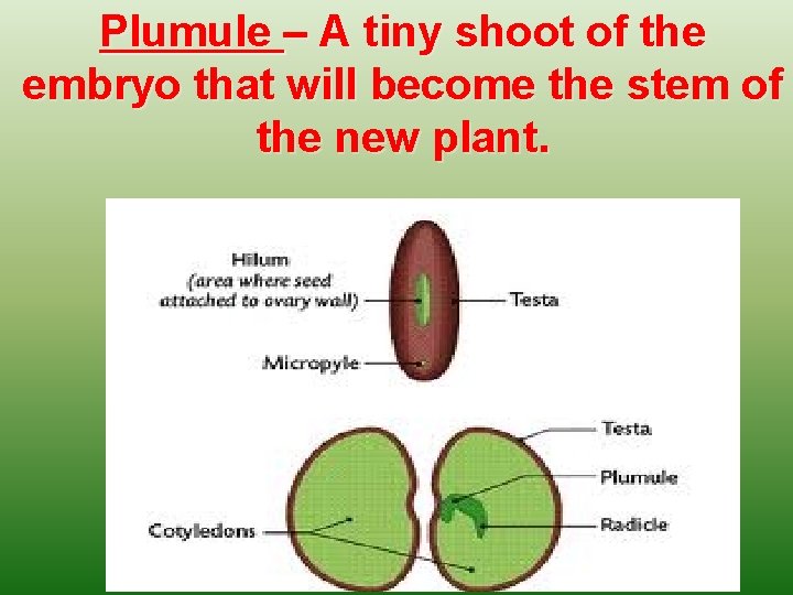 Plumule – A tiny shoot of the embryo that will become the stem of