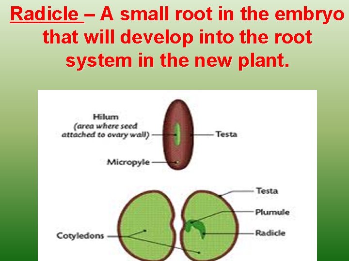 Radicle – A small root in the embryo that will develop into the root