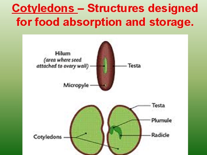 Cotyledons – Structures designed for food absorption and storage. 